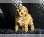 Small Photo #5 Poodle (Miniature) Puppy For Sale in WARSAW, IN, USA
