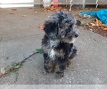 Small Photo #13 Bernedoodle (Miniature) Puppy For Sale in GOSHEN, IN, USA