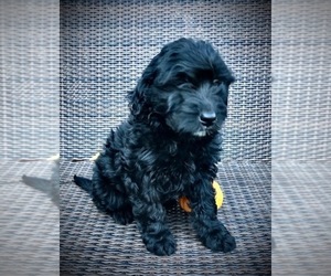 Goldendoodle-Poodle (Miniature) Mix Puppy for sale in WOODLAND, WA, USA
