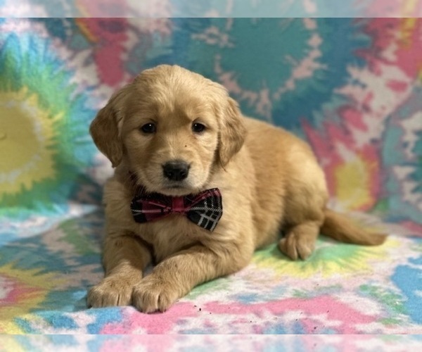 Full screen Photo #1 Golden Retriever Puppy For Sale in LANCASTER, PA, USA