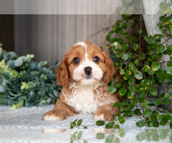 Medium Photo #3 Cavapoo Puppy For Sale in MILLERSBURG, OH, USA