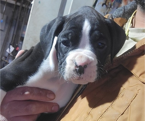 Medium Photo #1 Boxer Puppy For Sale in STAFFORD, CT, USA