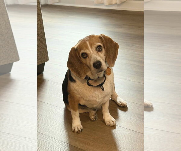 Medium Photo #8 Beagle Puppy For Sale in Arlington, VA, USA