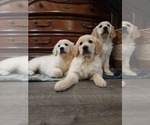 Image preview for Ad Listing. Nickname: AKC Goldens