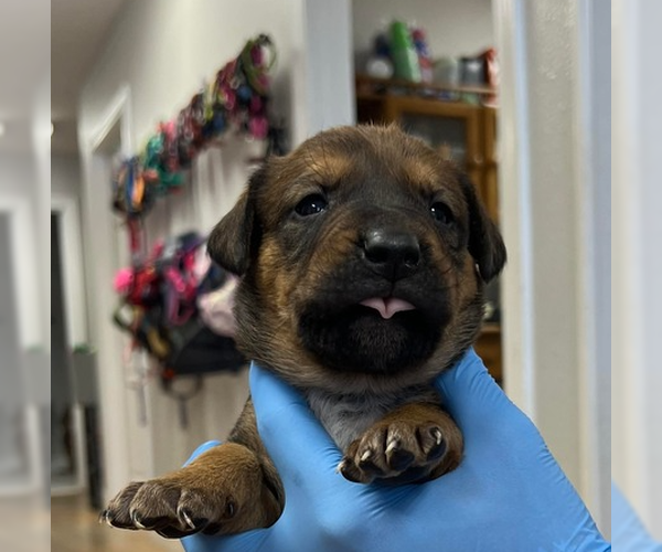 Medium Photo #1 Labrador Retriever-Unknown Mix Puppy For Sale in Bolivar, MO, USA