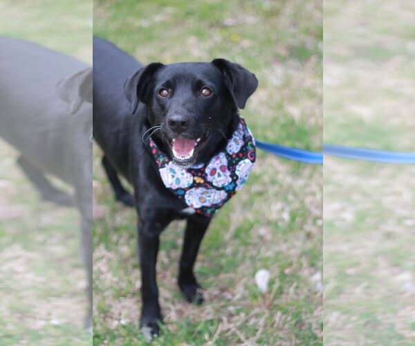 Medium Photo #6 Aussiedor Puppy For Sale in Cookeville, TN, USA