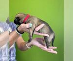 Puppy Vega Belgian Malinois