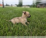 Small #2 Cairn Terrier