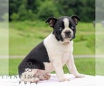 Small #4 Boston Terrier