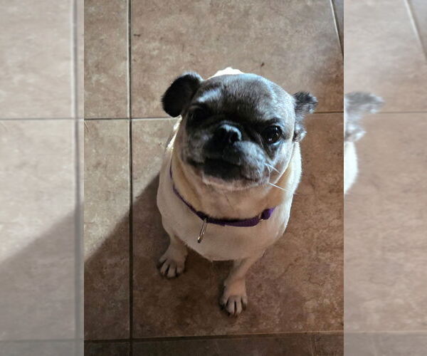 Medium Photo #7 Pug Puppy For Sale in San Antonio, TX, USA
