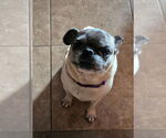 Small #6 Pug