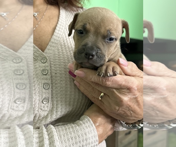 Medium Photo #1 American Staffordshire Terrier Puppy For Sale in EUCLID, OH, USA