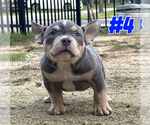 Puppy Puppy 4 American Bully