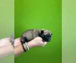 Small #5 Belgian Malinois