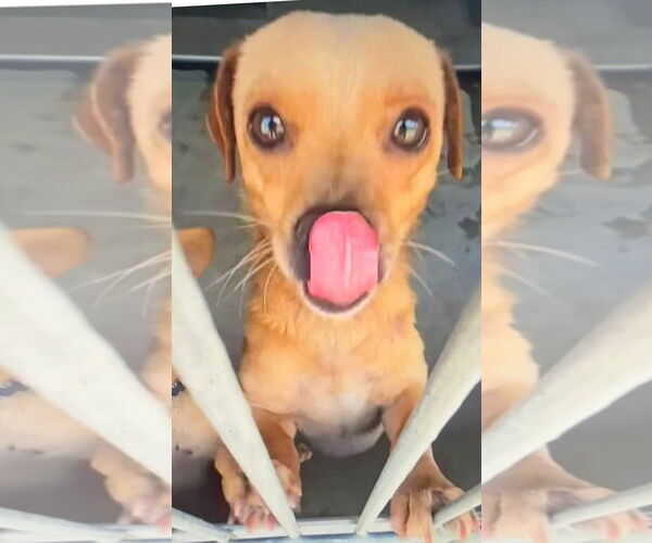 Medium Photo #2 Chihuahua Puppy For Sale in Fallbrook, CA, USA