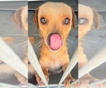 Small #1 Chihuahua