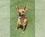 Small Chihuahua Mix