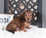 Small #4 Dachshund