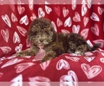 Small #3 ShihPoo