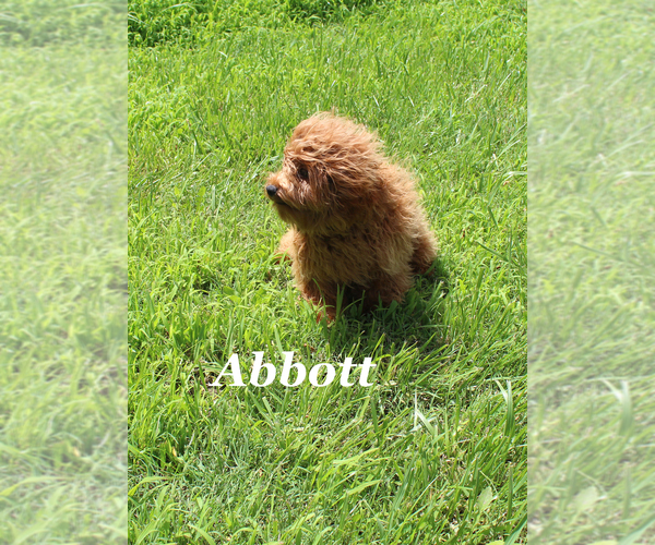 Medium Photo #1 Cavapoo Puppy For Sale in CHANUTE, KS, USA