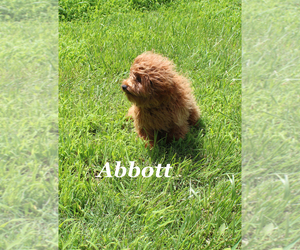 Cavapoo Puppy for sale in CHANUTE, KS, USA