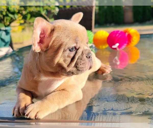 Medium Photo #5 French Bulldog Puppy For Sale in WILSONVILLE, OR, USA