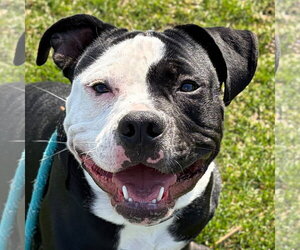 Mutt Dogs for adoption in Jefferson, WI, USA