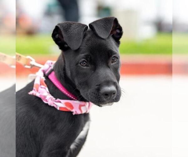 Medium Photo #5 Labrador Retriever-Unknown Mix Puppy For Sale in San Diego, CA, USA