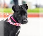Small #4 Labrador Retriever Mix