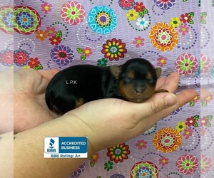 Yorkshire Terrier Dog for Adoption in WINNSBORO, Louisiana USA