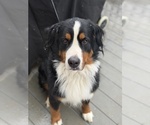 Small Bernese Mountain Dog