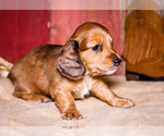 Small #23 Dachshund