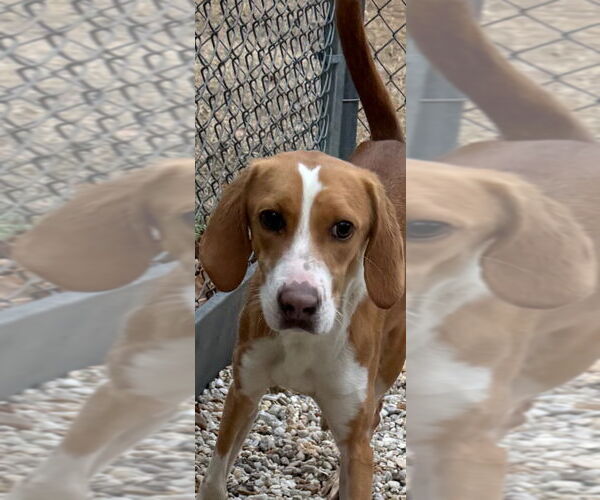 Medium Photo #1 Mutt Puppy For Sale in Tarboro, NC, USA