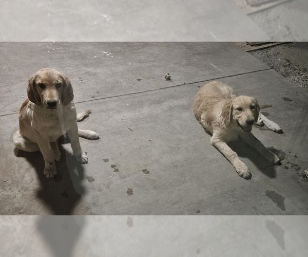 Medium Photo #1 Golden Retriever Puppy For Sale in LANCASTER, CA, USA