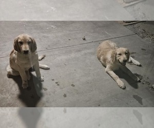 Golden Retriever Puppy for sale in LANCASTER, CA, USA