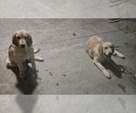 Small Golden Retriever
