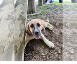 Small #2 Great Pyrenees Mix