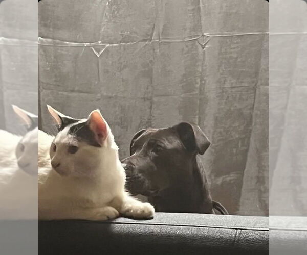 Medium Photo #3 Labrador Retriever-Unknown Mix Puppy For Sale in Rockaway, NJ, USA