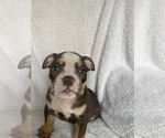 Small Photo #2 English Bulldog Puppy For Sale in HAMDEN, CT, USA