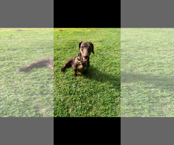 Medium Photo #9 Dachshund Puppy For Sale in Fruitland, SC, USA