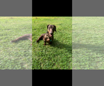 Small #8 Dachshund