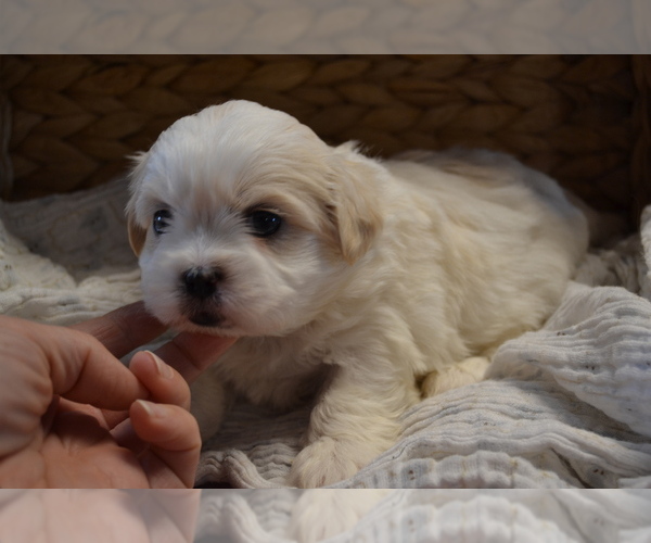 Medium Photo #1 Mal-Shi Puppy For Sale in GREENWOOD, WI, USA