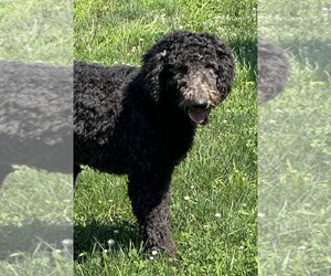 Labradoodle Puppy for sale in DUNDEE, OH, USA