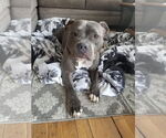 Small #2 American Pit Bull Terrier