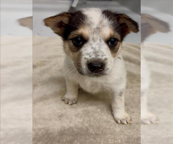 Medium Photo #1 Australian Shepherd-Unknown Mix Puppy For Sale in Conroe, TX, USA