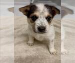 Small Australian Shepherd Mix