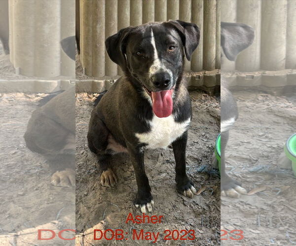 Medium Photo #1 Labrador Retriever-Mountain Cur Mix Puppy For Sale in Farmerville, LA, USA