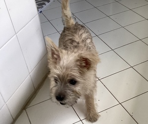 Cairn Terrier Puppy for Sale in JOPPA, Maryland USA