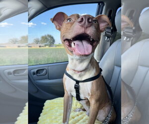 Charlie- loving goofball - Male American Pit Bull Terrier-American Staffordshire Terrier Mix Dog for Adoption - Photo #2