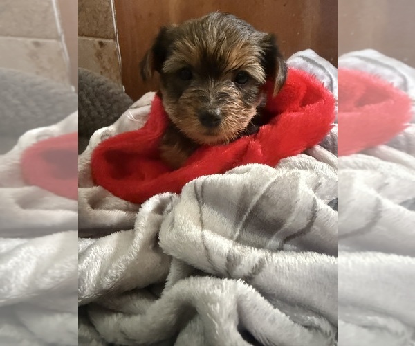 Medium Photo #7 Yorkshire Terrier Puppy For Sale in OCEANSIDE, CA, USA